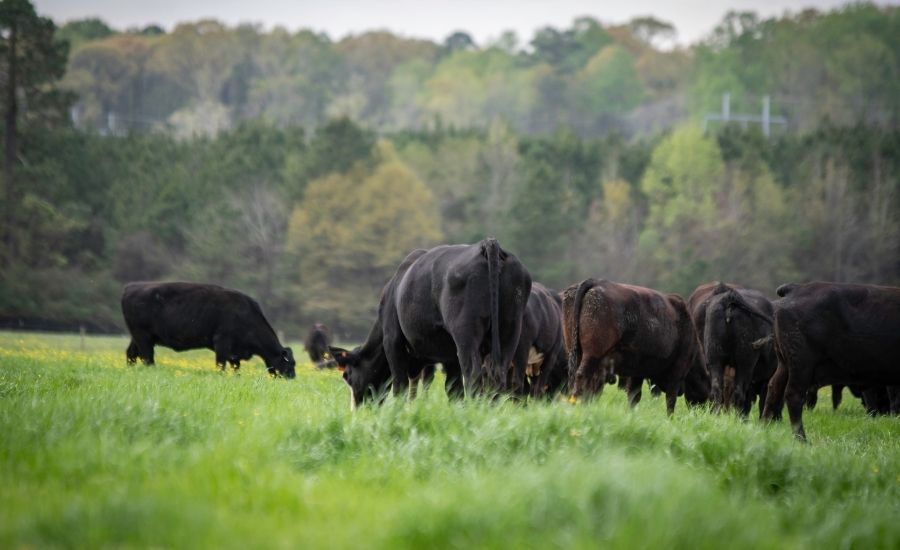 Grass-fed Beef vs Conventional Beef: Is there a nutritional difference?